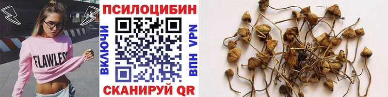 купить  цена  Видное  Галлюциногенные грибы Magic Shrooms 